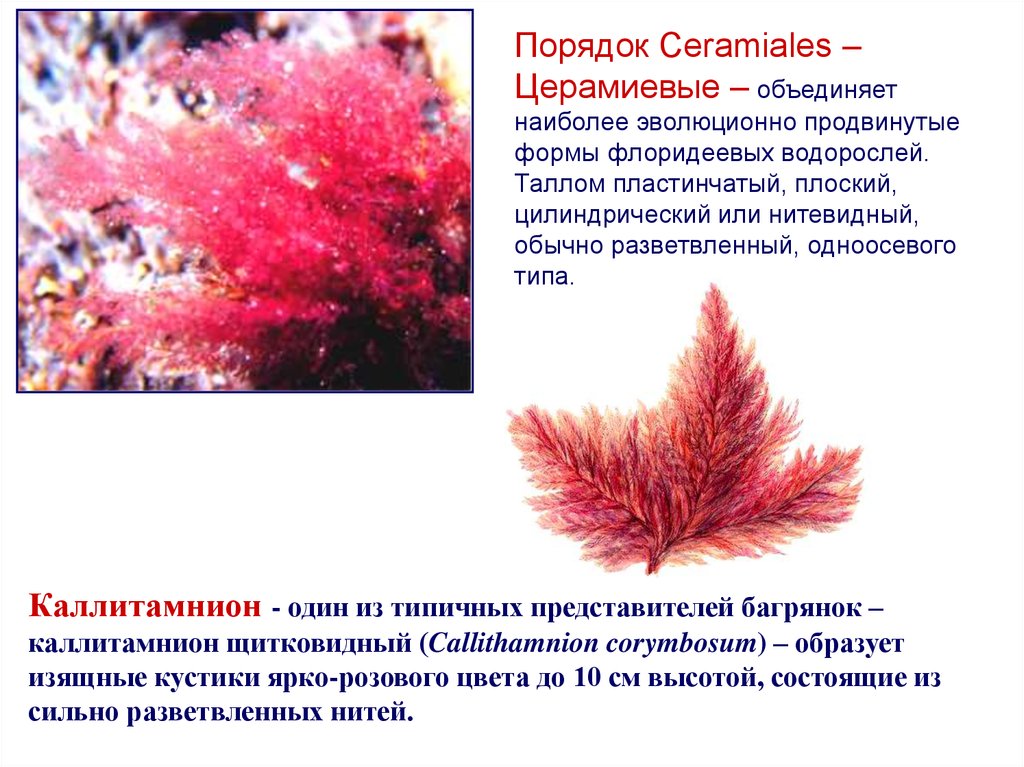 Красные водоросли 7 класс