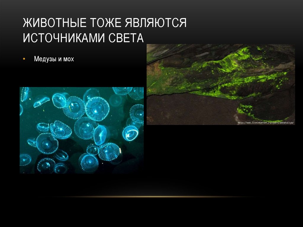 Закон сохранения импульса в живой и неживой природе презентация