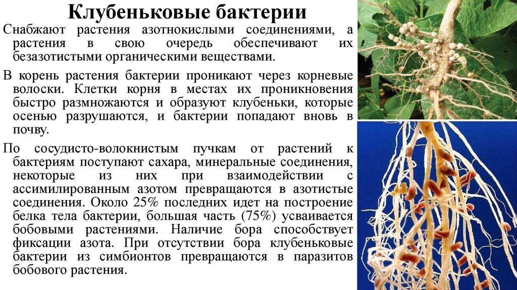 Проект азотфиксирующие бактерии