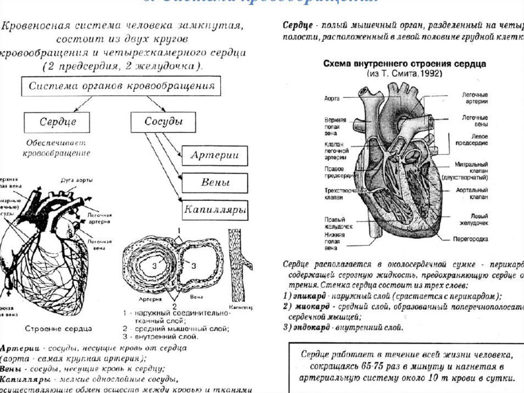 Строение сердца схема егэ