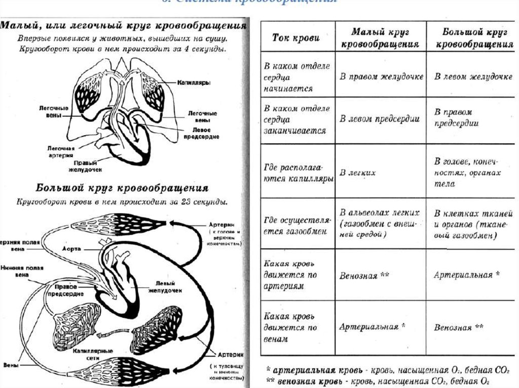 Круги кровообращения схема егэ