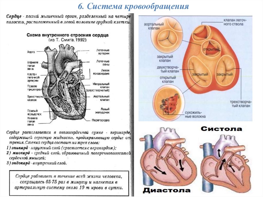 Строение сердца ЕГЭ. Сердце полый мышечный орган. Сердце схема ЕГЭ.