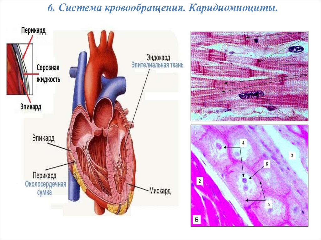 Эпикард это. Эпикард и перикард. Эпикард ткань. Эпикард какая ткань.