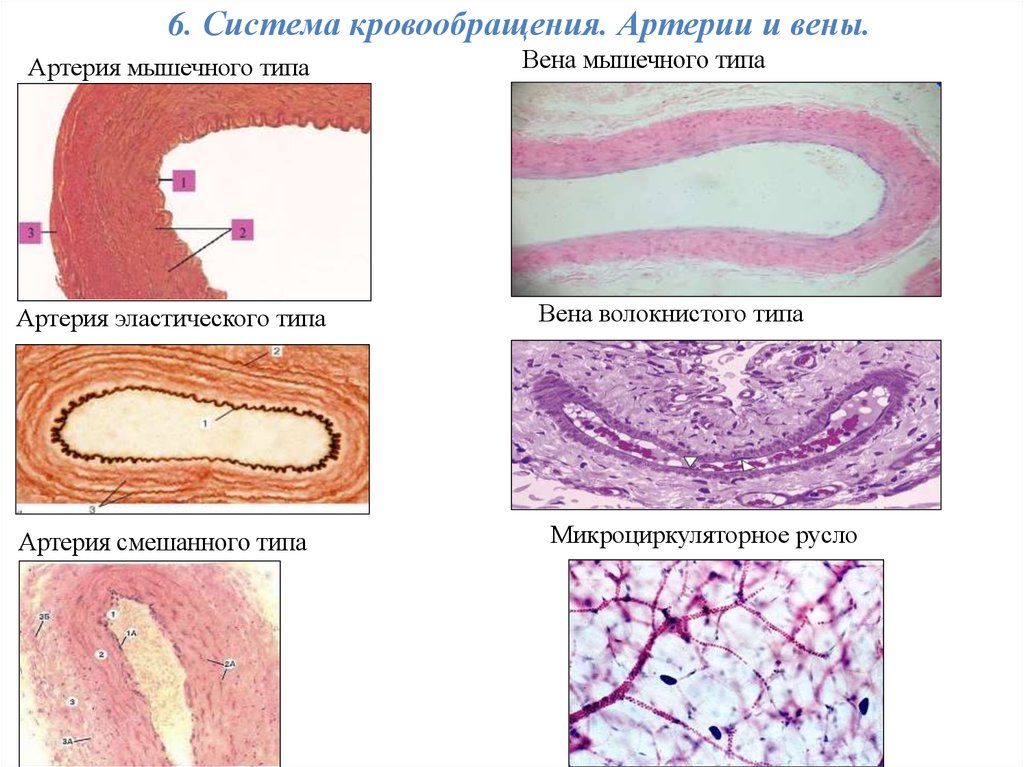 Типа вена. Вена мышечного типа гистология. Бедренная Вена препарат гистология. Вена эластического типа гистология. Вена волокнистого типа гистология.