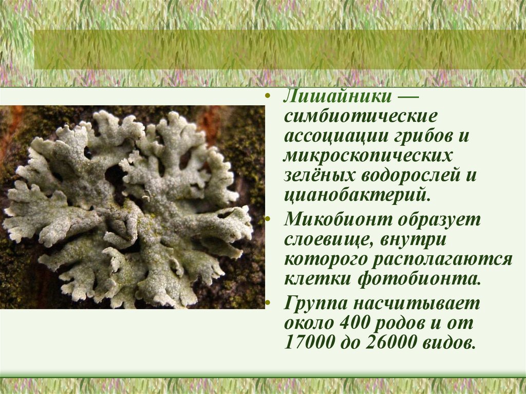 Лишайники функции гриба и водоросли. Микобионт это у лишайников. Лишайник Мурманск. Симбиотические ассоциации грибов. Лишайники Мурманской области.