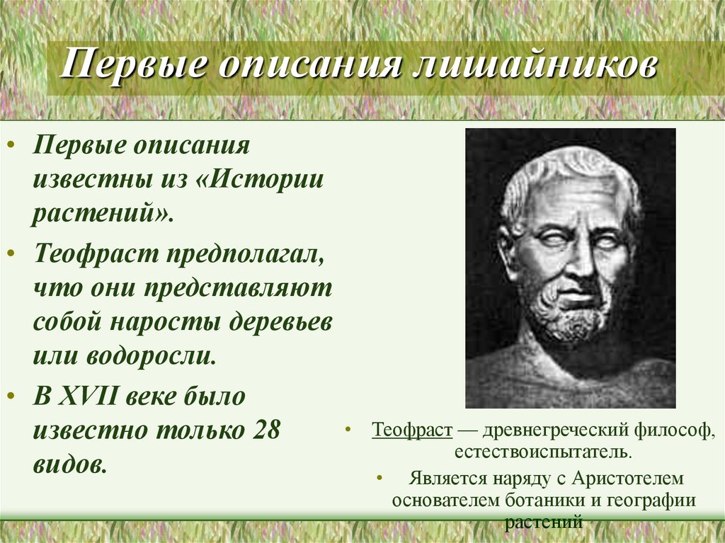 Создатель ботаники. Теофраст история растений. Основоположник ботаники. Сообщение о Теофрасте. О причинах растений Теофраст.