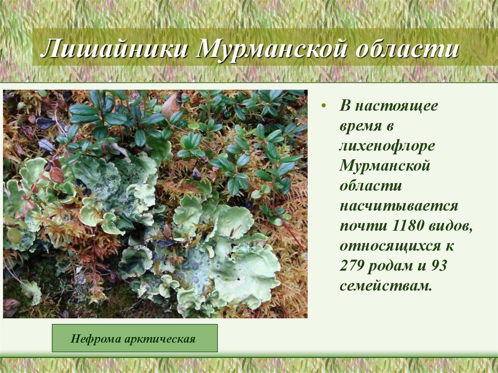 Лишайники являются растением. Накипные лишайники Мурманская область. Нефрома Арктическая. Ягель Мурманская область. Мхи и лишайники Мурманской области.