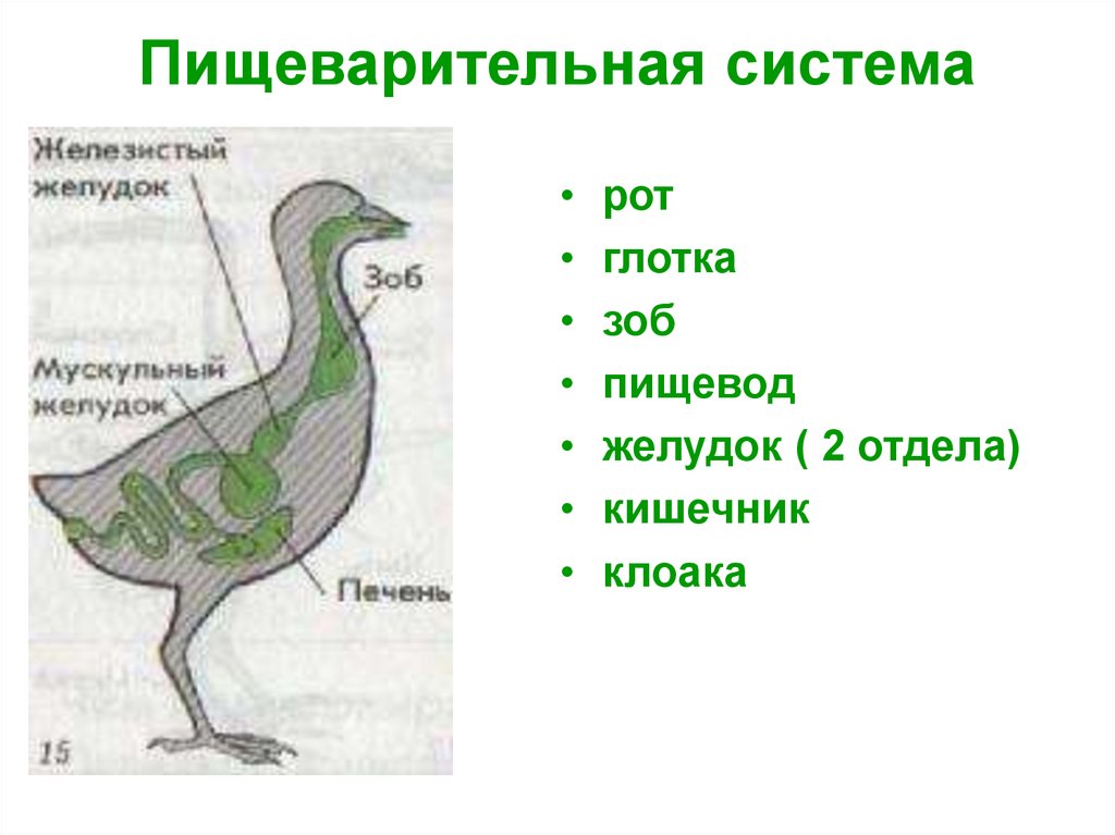 Пищевод зоб. Строение зоба у птиц. Отделы пищеварительной системы птиц. Зоб в пищеварительной системе.