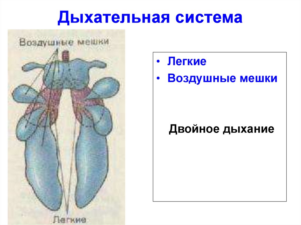 Легкие имеющие воздушные мешки