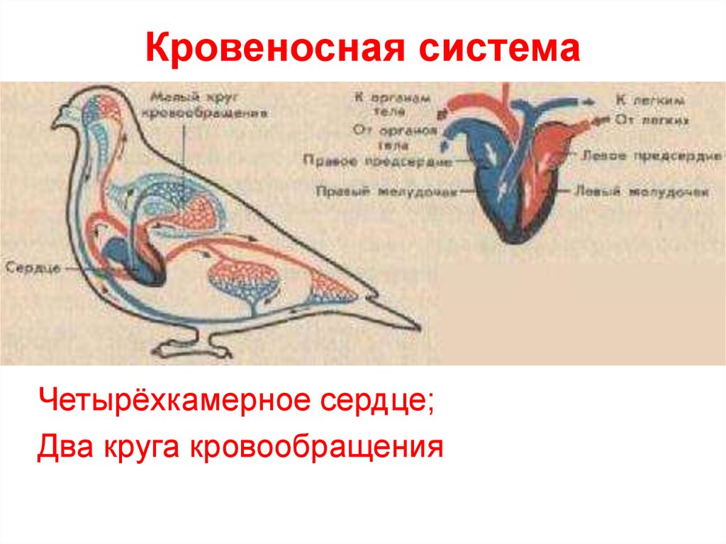 Четырехкамерное сердце. Сердце четырёхкамерное два круга кровообращения у кого. Сердце птиц четырехкамерное трехкамерное. Четырехкамерное сердце у птиц. Кровеносная система четырехкамерное сердце.