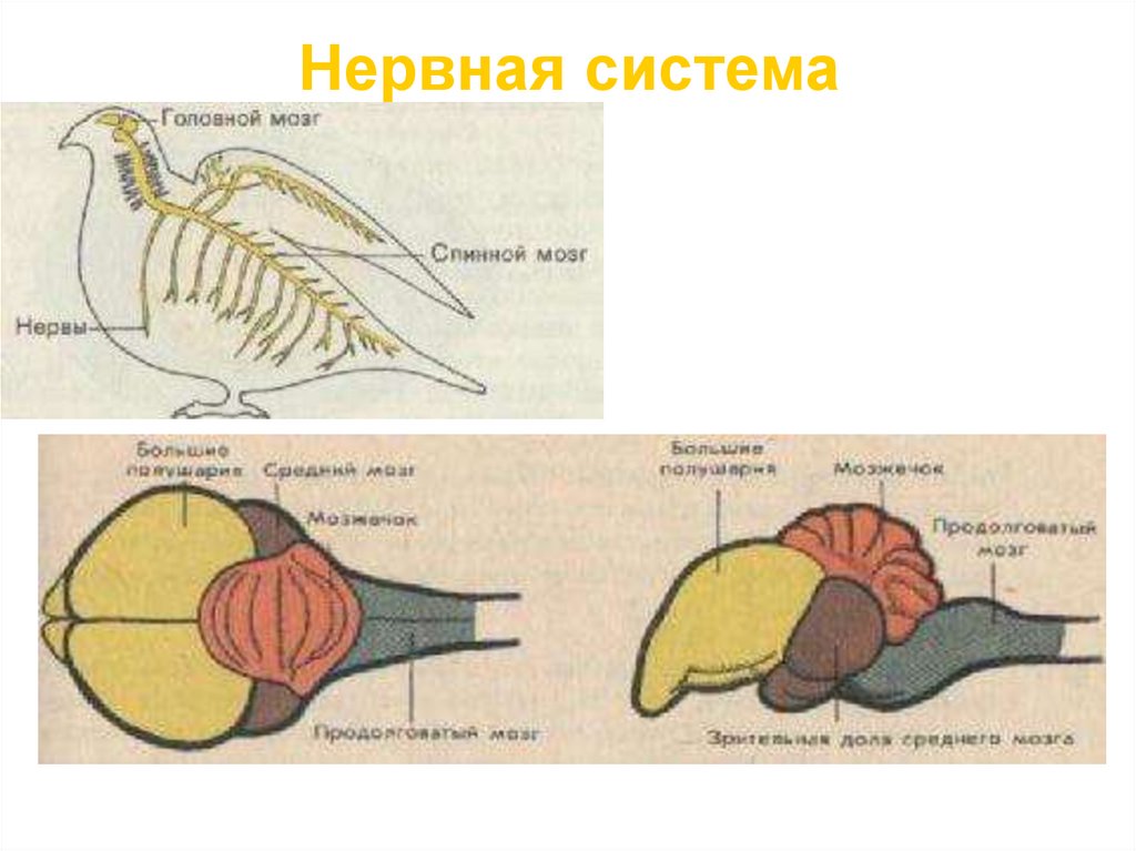 Класс птицы нервная. Анатомия нервной системы птиц. Схема строения головного мозга птицы. Нервная система птиц строение головного мозга. Нервная система сизого голубя.