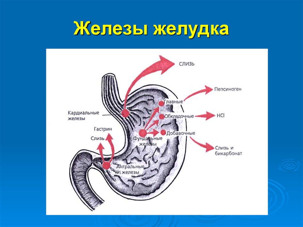 Железы желудка строение. Железы слизистой оболочки желудка вырабатывают. Железы желудка строение и функции. Собственные железы желудка расположение. Железы желудка и кишечника строение и функции.