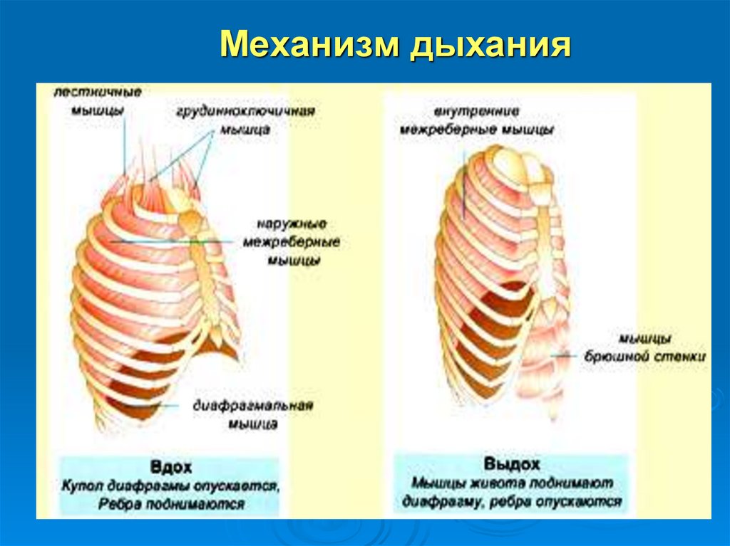 Дыхательный механизм. Механизм дыхания. Механизм вдоха и выдоха. Схема вдоха и выдоха. Механизм дыхания кратко.