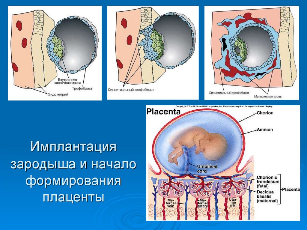 Срок имплантации