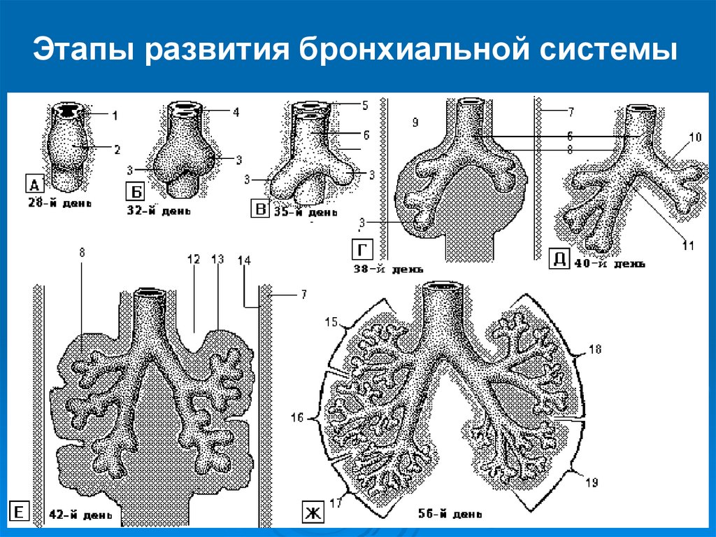 Дыхательная система гистология презентация