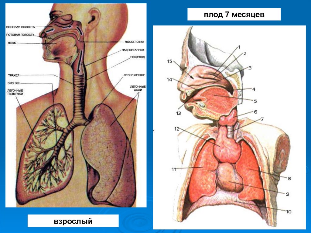 Особенности строения органов дыхания. Особенности дыхания человека. Возрастные особенности дыхательной системы. Дыхательная и пищеварительная система человека. Строение дыхательной системы у детей.