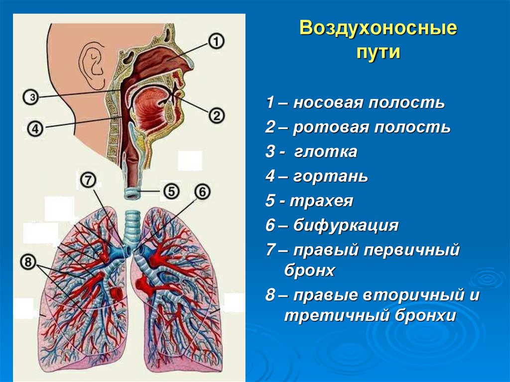 Каким номером на рисунке обозначены воздухоносные пути