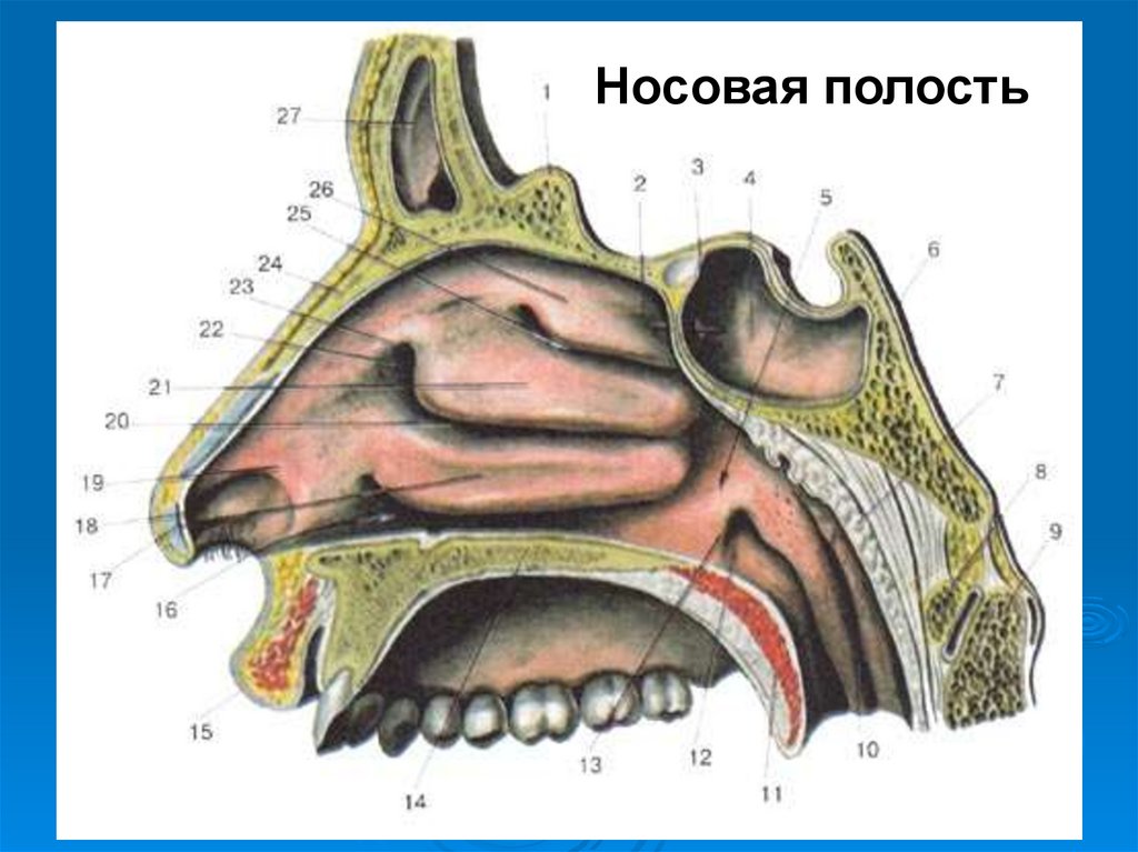 Носовая полость рисунок. Дыхательная область полости носа. Носовая полость местоположение. Носовая полость картинка. Железы носовой полости.