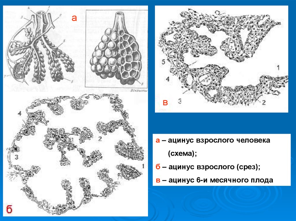 Схема строения ацинуса