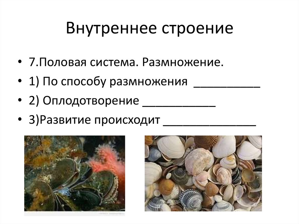 Способы размножения моллюсков