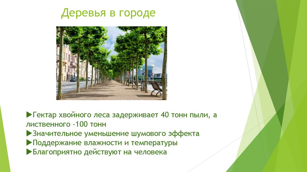 Для чего нужны деревья. Для чего нужны деревья в городе. 1 Га хвойного леса задерживает пыли в год.