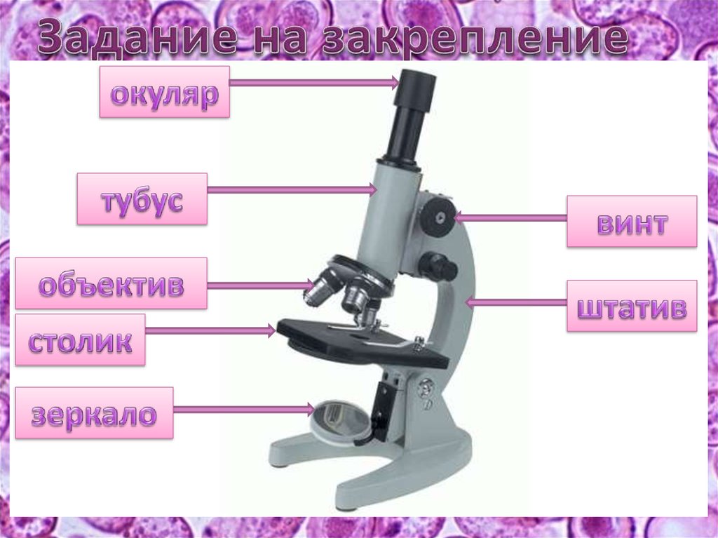 Какую функцию выполняет часть микроскопа тубус. Микроскоп тубус, окуляр, винты. Строение микроскопа. Строение штатива микроскопа. Строение микроскопа с зеркалом.