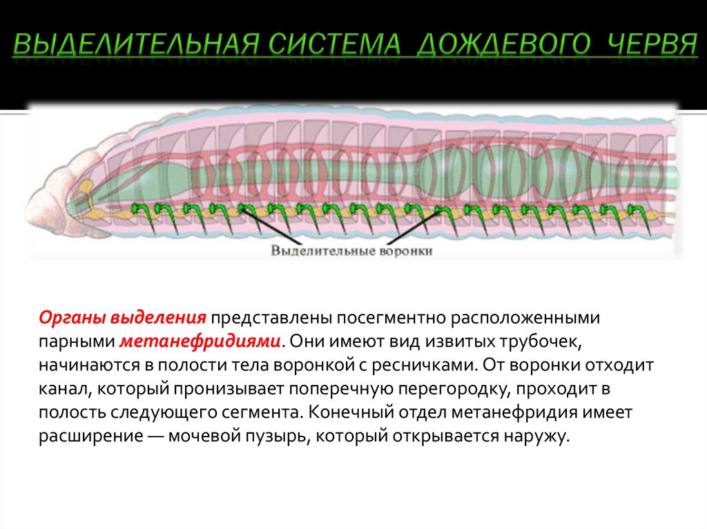 Полость тела не разделена перегородками. Выделительная система дождевого червя. Кольчатые черви органы выделения. Выделительные трубочки кольчатых червей. Выделительная система дождевого червя представлена метанефридиями.