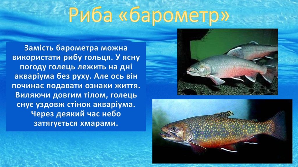 Риба «барометр»