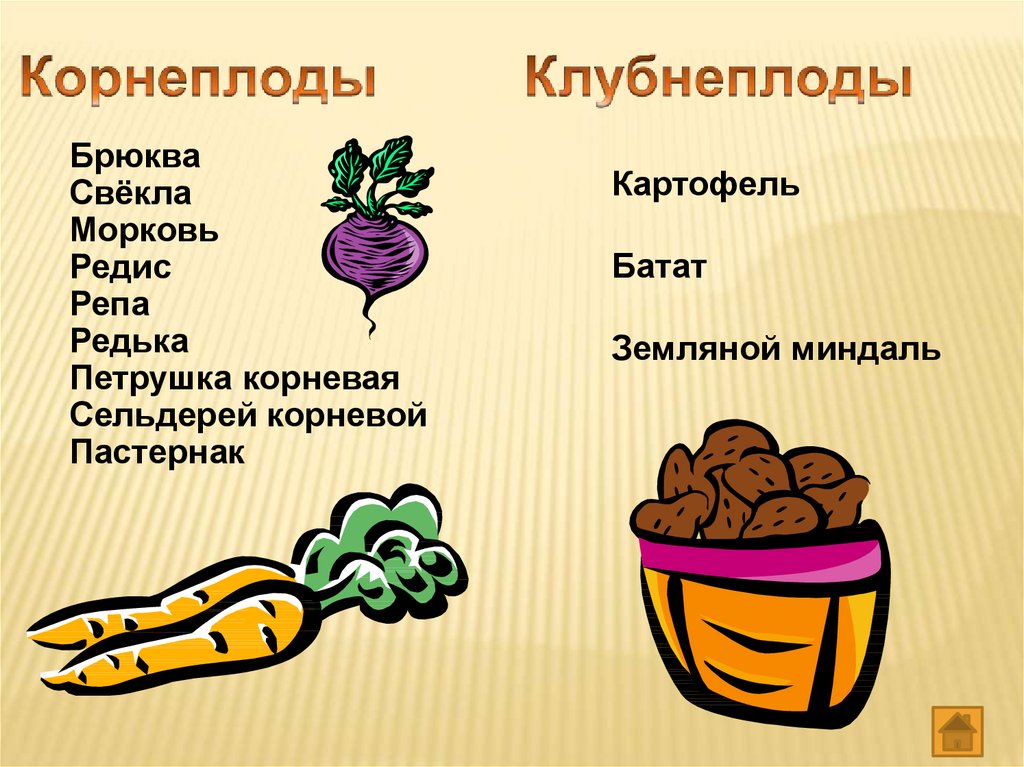 Клубнеплоды. Клубнеплоды брюква. Овощи корнеплоды и клубнеплоды. Клубне плолы коргеплоды. Классификация клубнеплодов и корнеплодов.