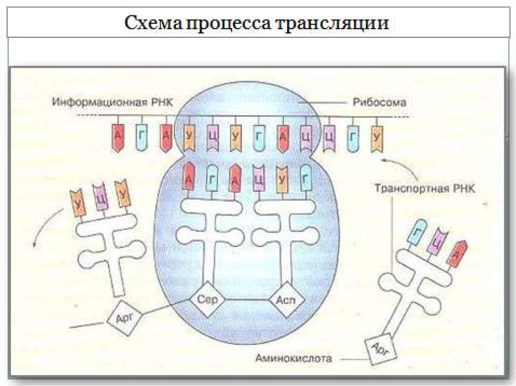 Трансляция. Процесс трансляции на рибосоме схема. Процесс синтеза белка на рибосоме схема. Схема трансляции белка на рибосоме. Трансляция РНК схема.