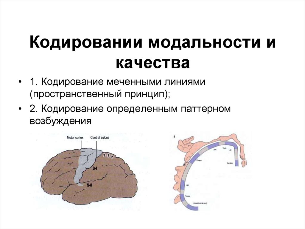 Кодирование качества. Принцип меченой линии физиология. Физиология сенсорных систем. Пространственное кодирование физиология. Кодирование модальности.