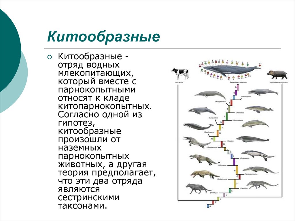 Систематика китообразных схема