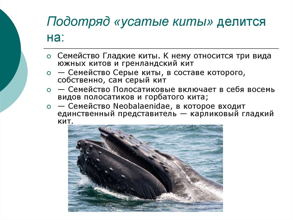 Усатые киты виды. Семейство гладкие киты. Китообразные представители. Усатые киты китообразные. Серые киты (семейство).