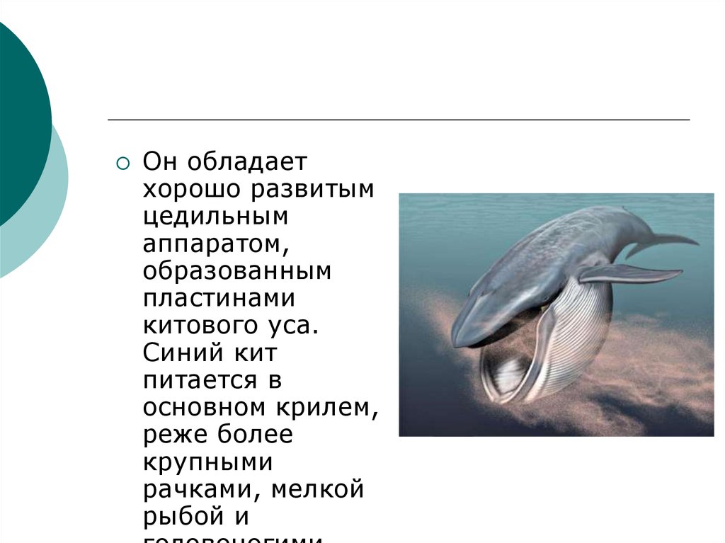 Формула зубов китообразных