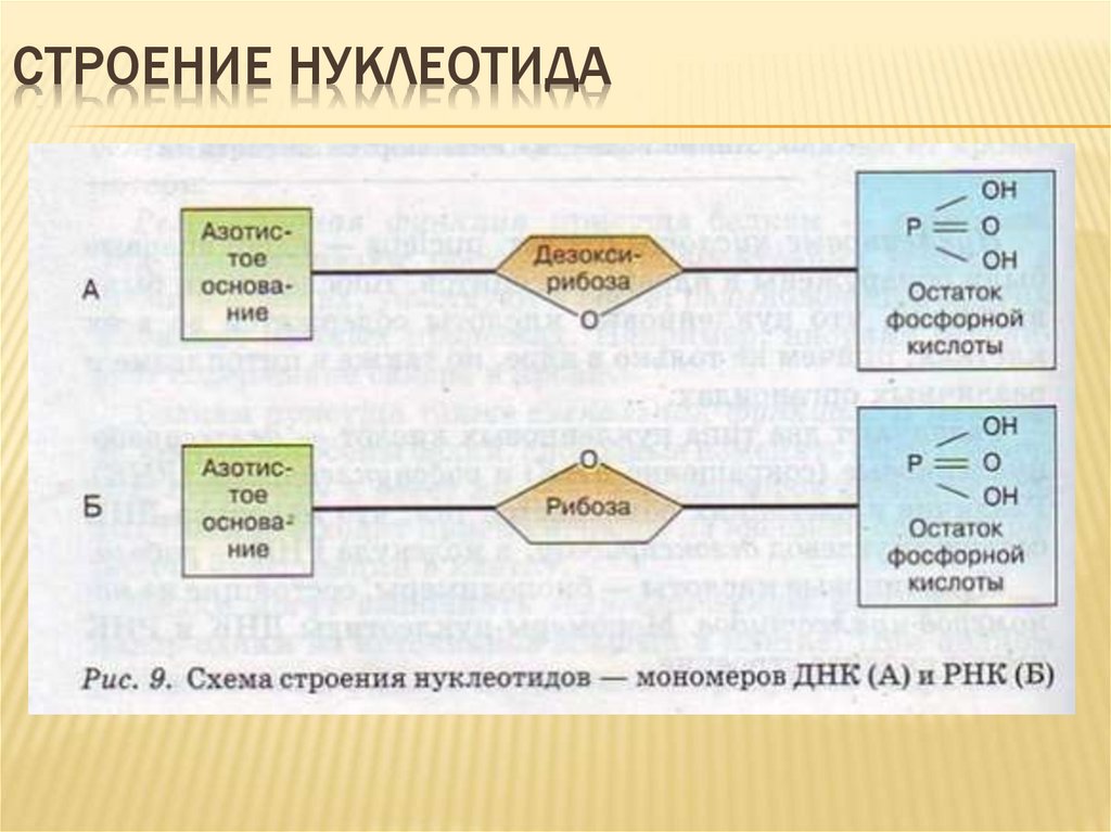 В состав нуклеотида днк входит. Схема строения нуклеотида ДНК. Общая формула нуклеотида ДНК. Схема строения нуклеотида РНК. Схема строения нуклеотида ДНК И РНК.