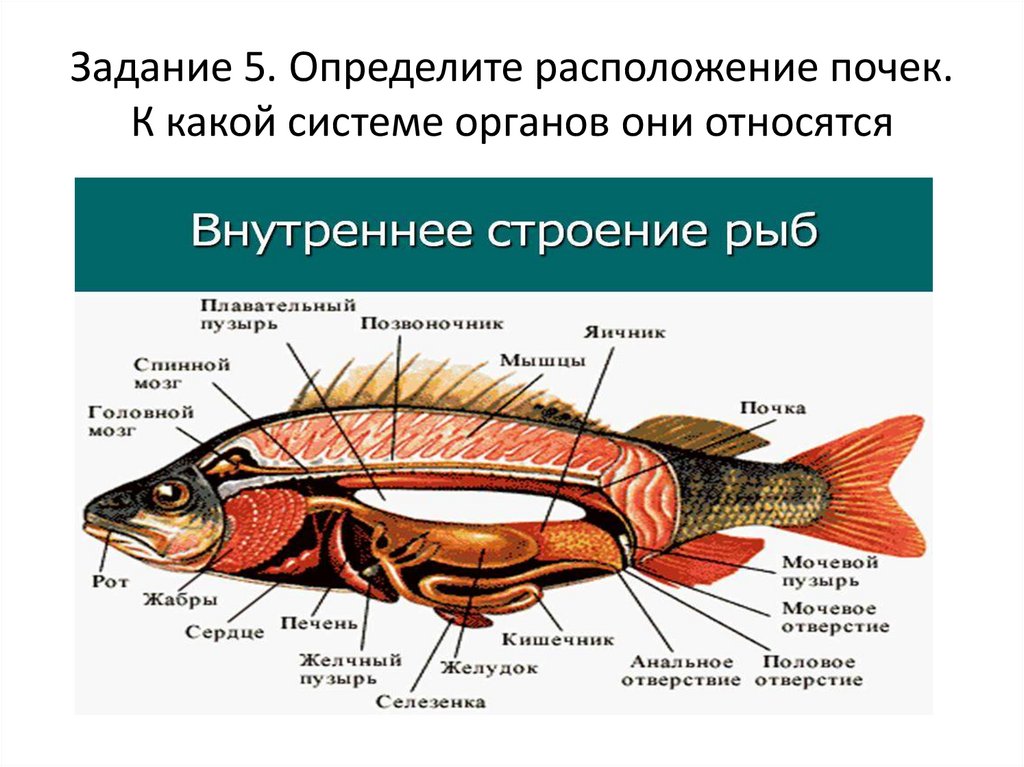 Какие системы органов у рыб. Внутреннее строение рыбы выделительная система. Выделительная система рыб почки. Внутреннее строение рыбы система органов. Выделительная система рыб схема.