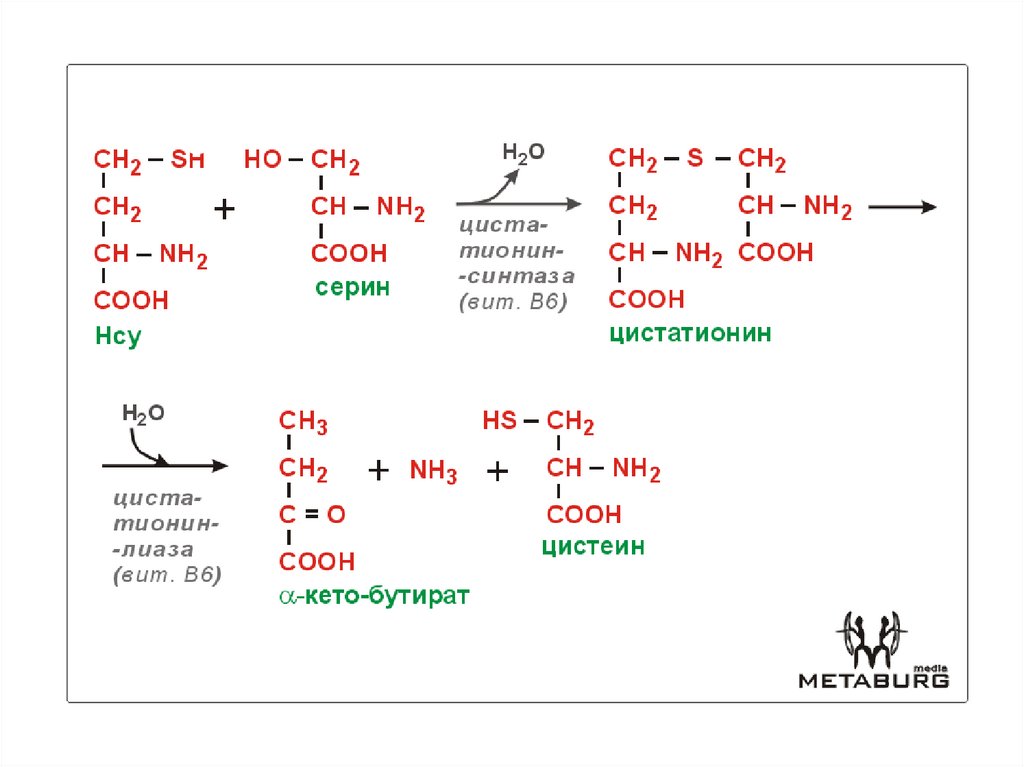Кето аминокислоты. Цистатионин. Серин в цистеин. Цистатионин аминокислота. Синтез цистатионина.