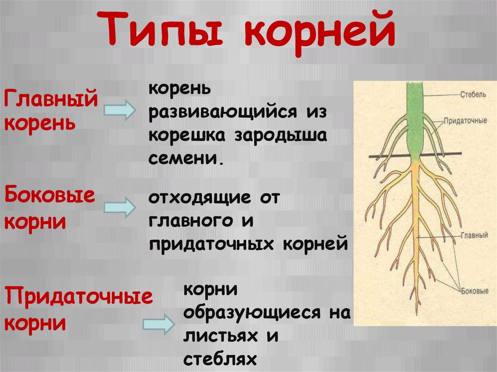 Корень развивающийся из корешка зародыша называют. Главный корень боковой корень придаточный корень. От главного корня отходят.