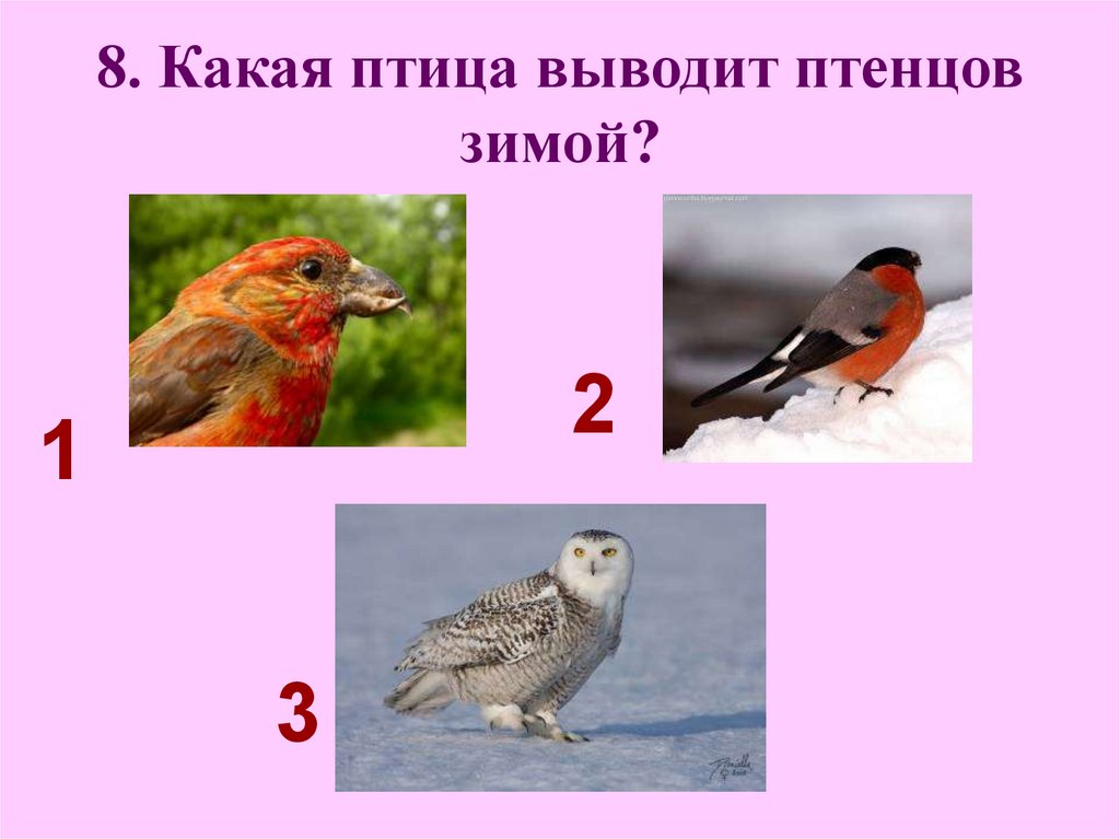 Птицы вывод