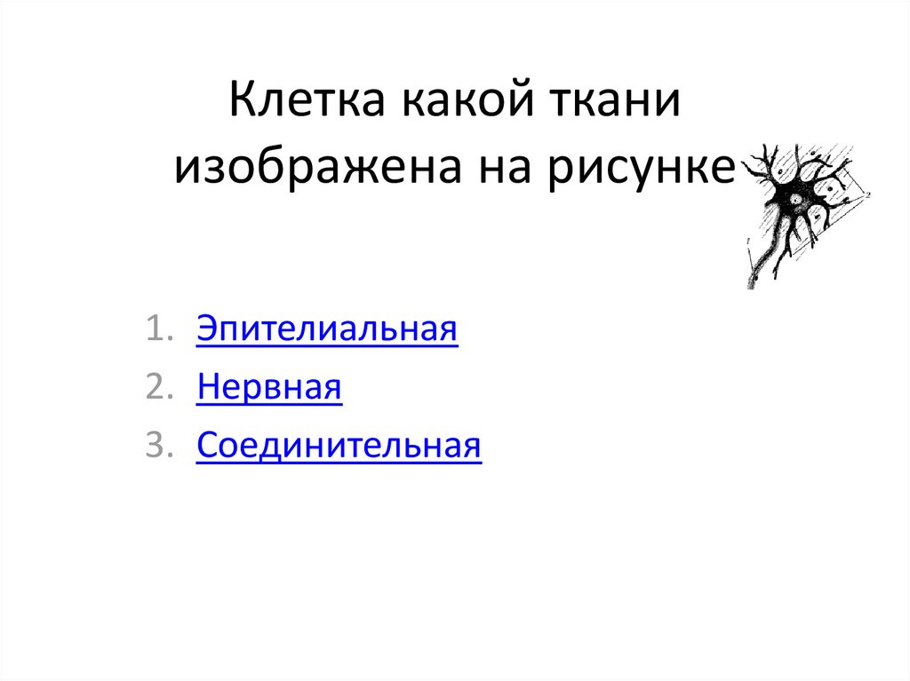 К какому типу относят ткань изображенную на рисунке нервная