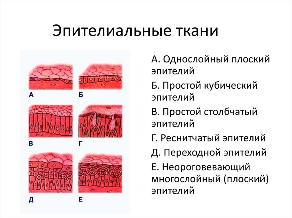 Пример эпителиальной ткани человека. Однослойный эпителий железистый эпителий. Эпителиальная ткань однослойный плоский. Строение эпителиальной ткани покровный эпителий. Однослойный железистый эпителий строение.