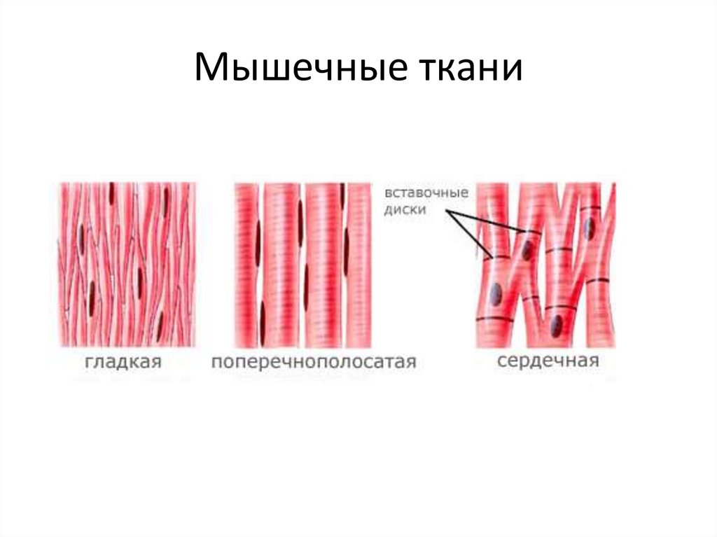 Назовите виды мышечной ткани изображенные на рисунке 3 напишите их названия