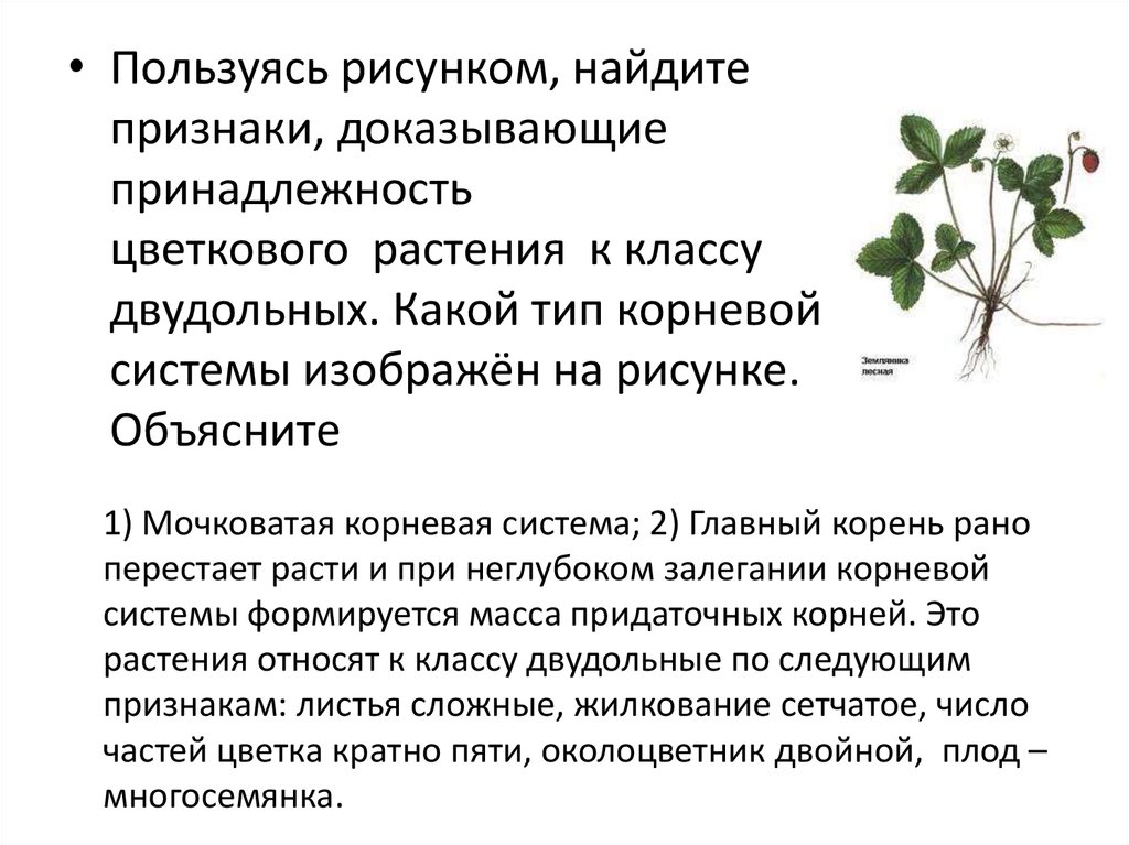 Подтвердил принадлежность. Принадлежность цветкового растения к классу двудольных.. Признаки каких классов цветковых растений изображены на рисунке. Какой Тип корневой системы у растений класса двудольные растения?. Определите класс цветкового растения.