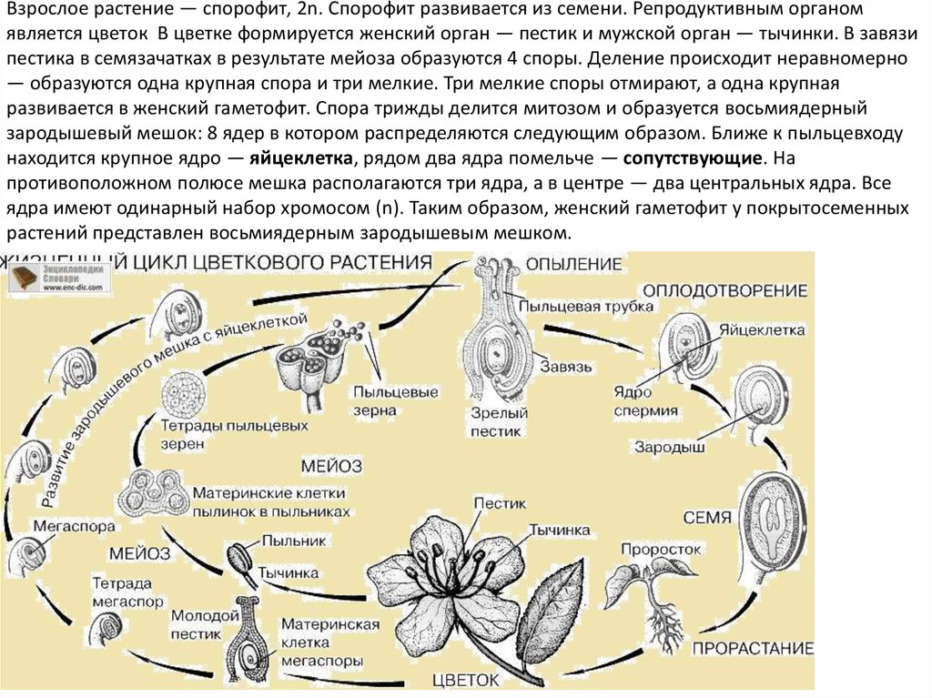 Хромосомный набор клеток листа. Жизненные циклы растений гаметофит и спорофит. Жизненный цикл цветковых растений схема. Жизненный цикл покрытосеменных растений ЕГЭ. Цикл развития цветковых растений.