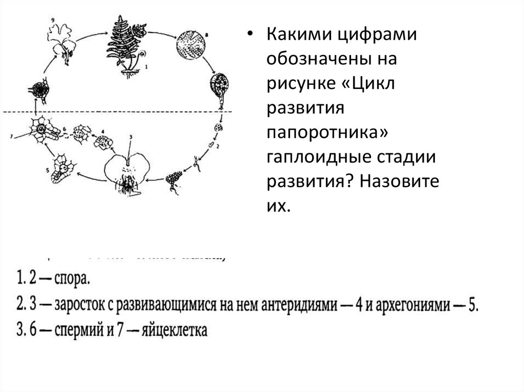 Какими цифрами обозначены на рисунке цикл развития папоротника гаплоидные стадии развития