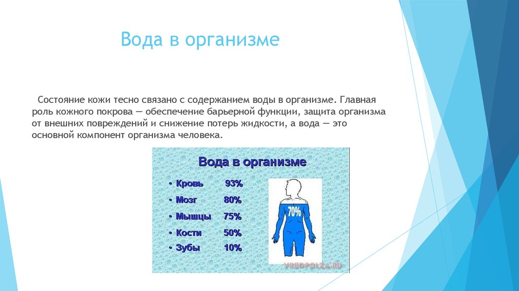 Вода в организме