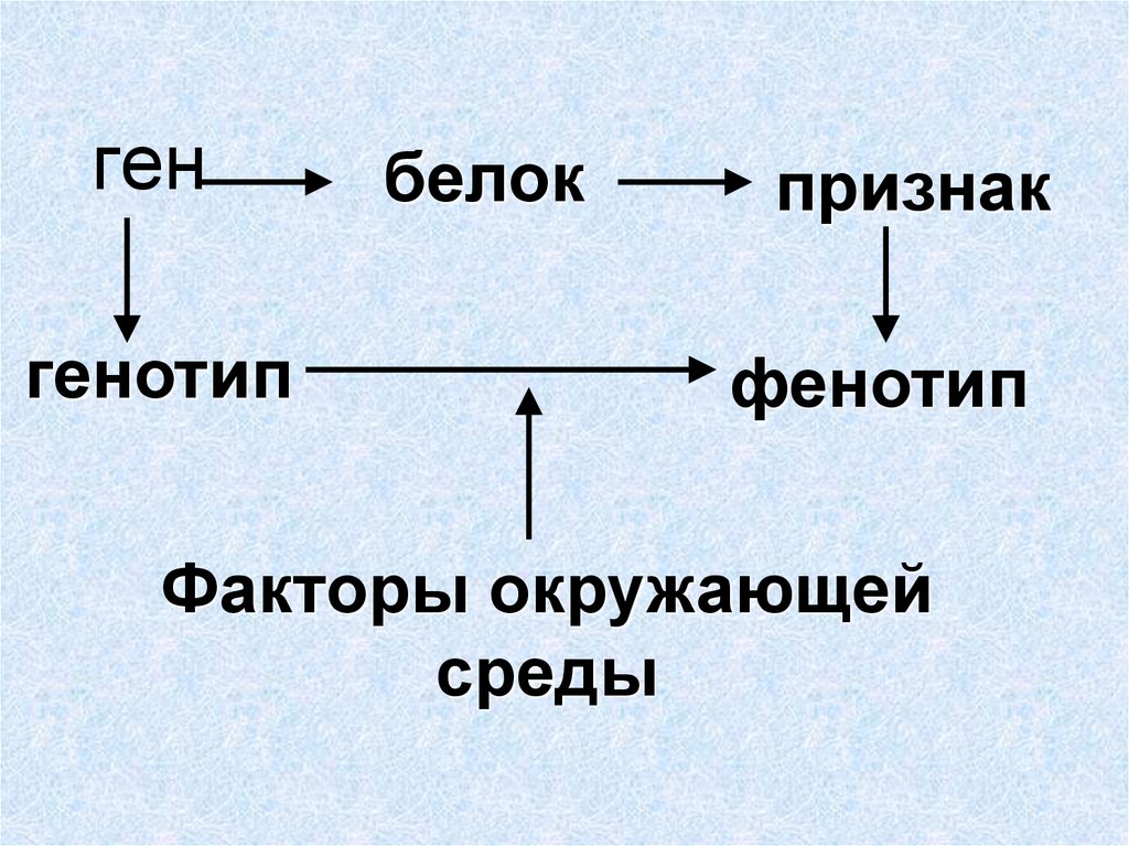 Одинаковый генотип это. Генотип и фенотип схема. Ген белок признак. Взаимосвязь генотипа и фенотипа. Взаимодействие генотипа и среды.