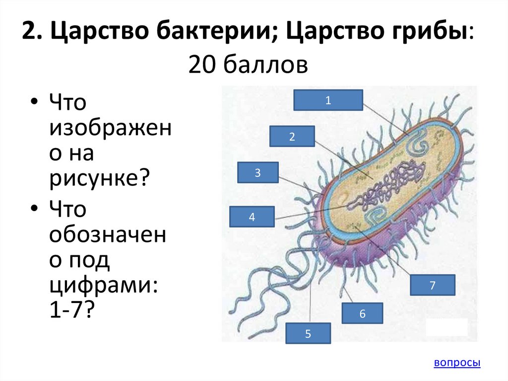 Общая характеристика бактерий 7 класс биология презентация. Общая характеристика царства бактерий 5 класс. Царство бактерии строение. Царство бактерий 5 класс. Бактерии 5 класс.