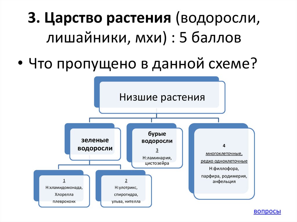 Царство растений водоросли