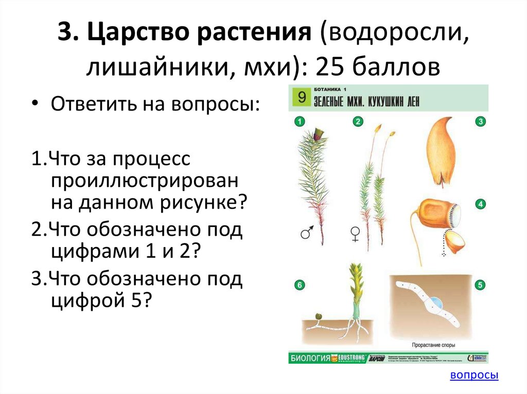 Основная характеристика низших растений